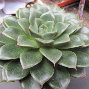 Echeveria   *Yamatomini*