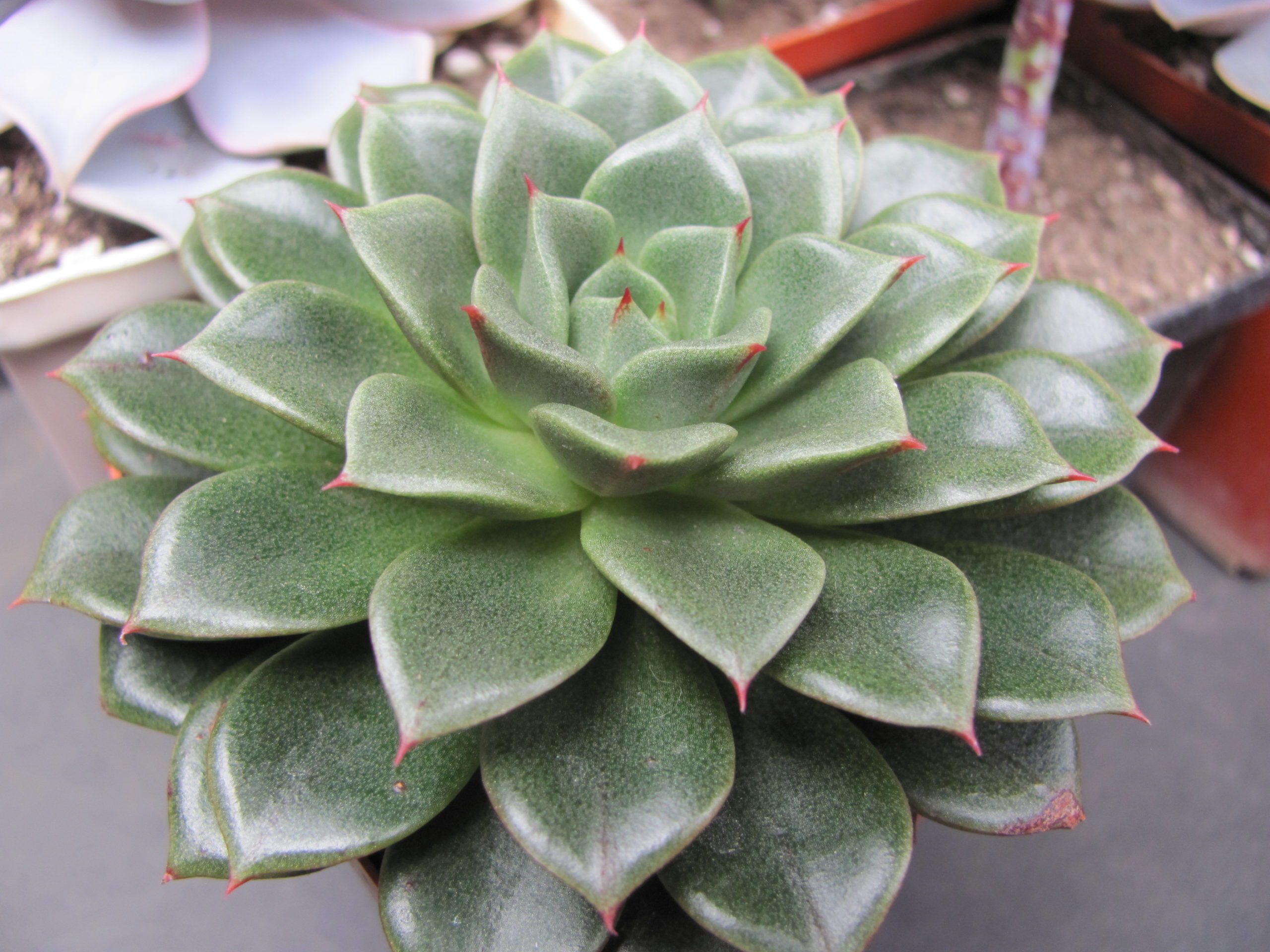 Echeveria   *Yamatomini*