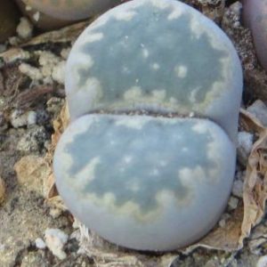 lithops salicola