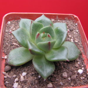 Echeveria   *Yamatomini*