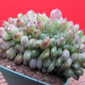 Echeveria  *Fantasia  Carol*   cristata