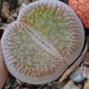 lithops aucampiae c 54