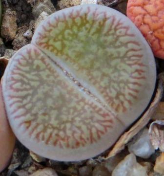 lithops aucampiae c 54
