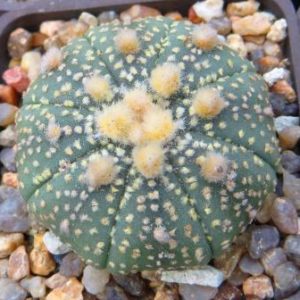 astrophytum hanazono x astrophytum super kabuto gold