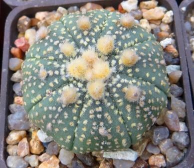 astrophytum hanazono x astrophytum super kabuto gold