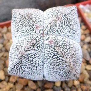 astrophytum onzuka v type