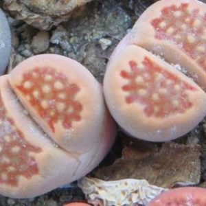 1608  lithops hallii v. ochracea c 39