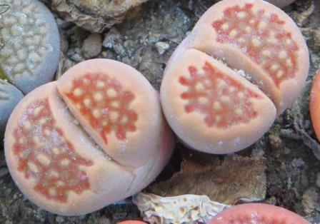 1608 lithops hallii v. ochracea c 39