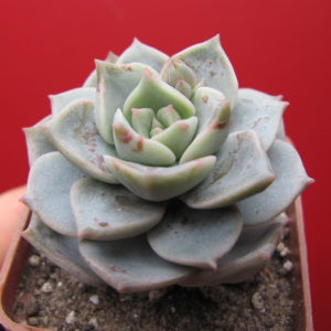 Echeveria   Titubans