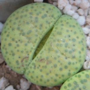 lithops fulviceps aurea