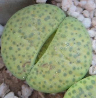 lithops fulviceps aurea