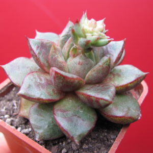 Echeveria  purpusorum  hybr.