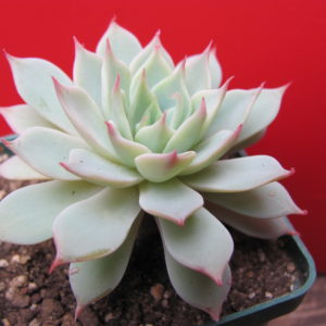 Echeveria