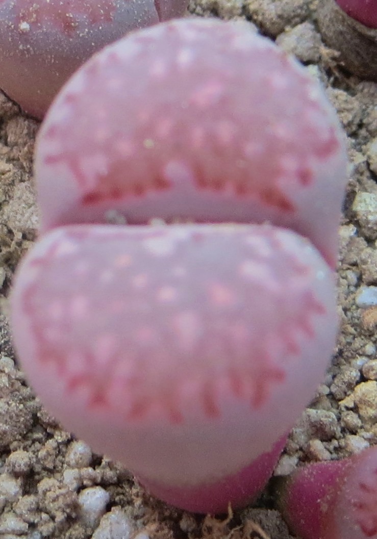 lithops salicola bacchus