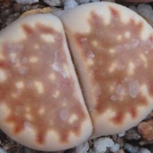 lithops julii  c063