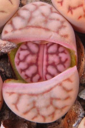 lithops bromfieldii v mennellii