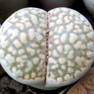 lithops salicola reticulata