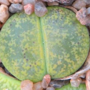 lithops lesliei albinica