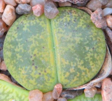 lithops lesliei albinica