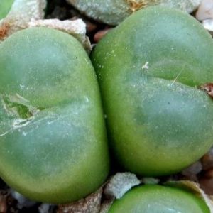 conophytum buratum ( burgerix ratum)