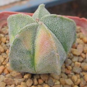 astrophytum myriostigma variegated