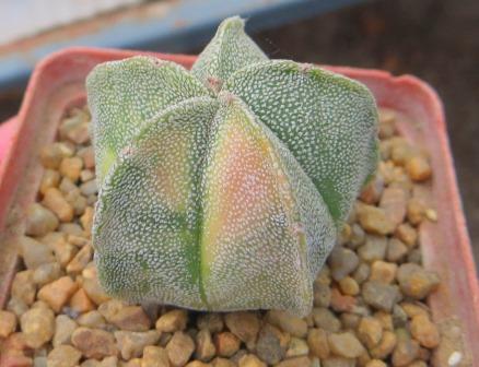 astrophytum myriostigma variegated