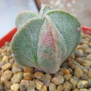 astrophytum myriostigma variegated
