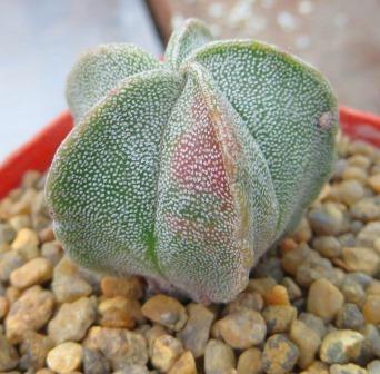 astrophytum myriostigma variegated