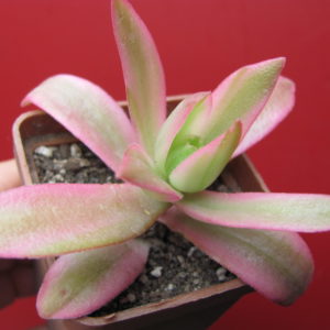 Crassula    Campfire   variegata