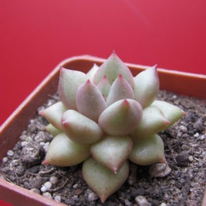 Echeveria   Van  Keppel