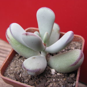 Cotyledon   orbiculata   Oophyla
