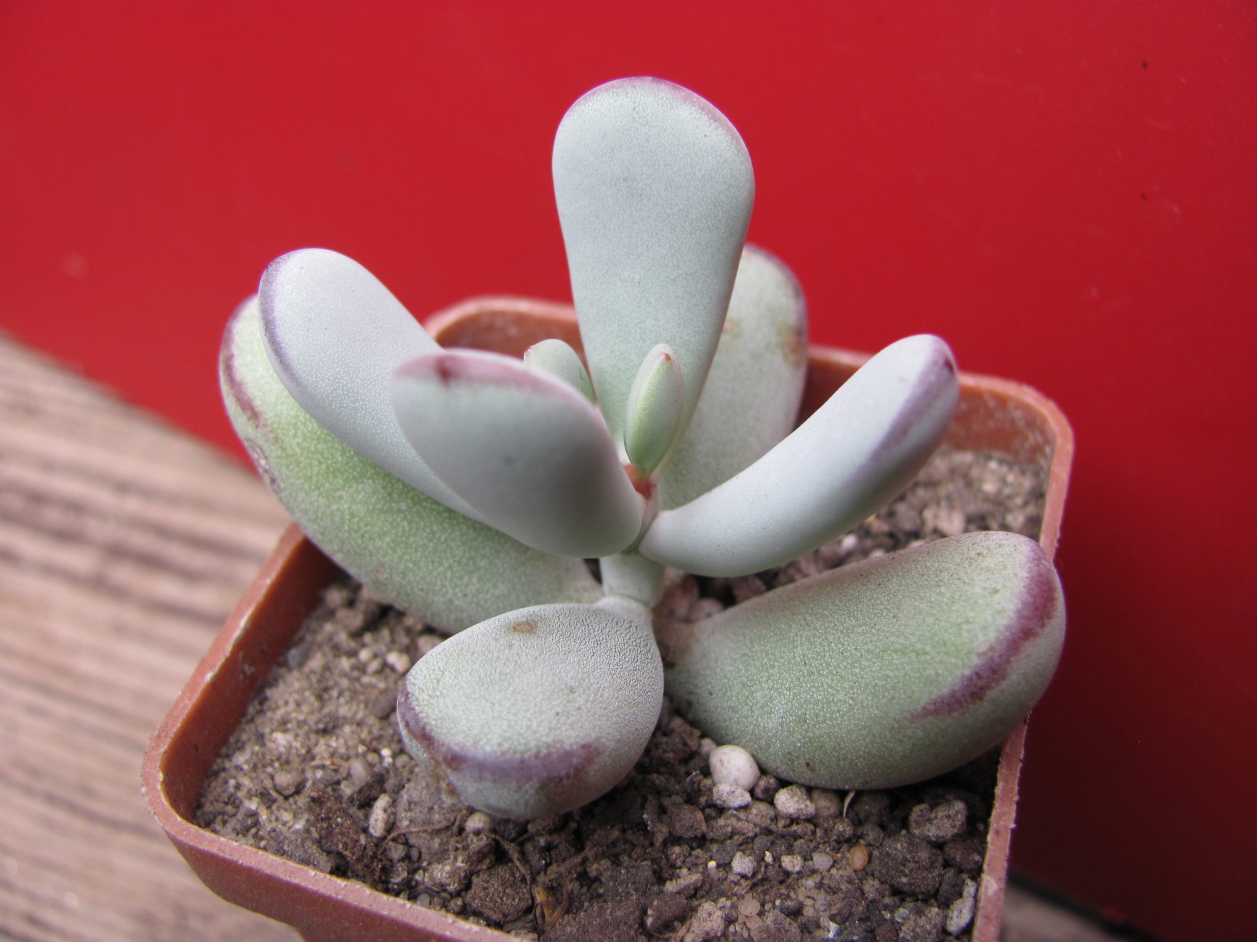 Cotyledon   orbiculata   Oophyla
