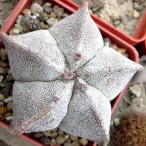 astrophytum myriostigma