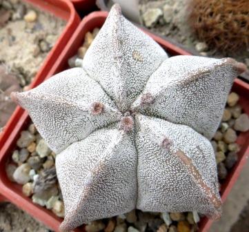 astrophytum myriostigma