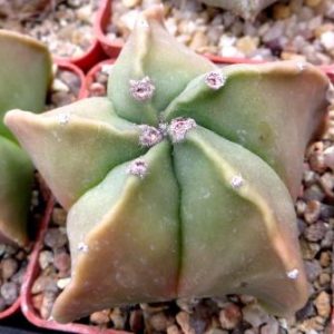 astrophytum myriostigma kikko