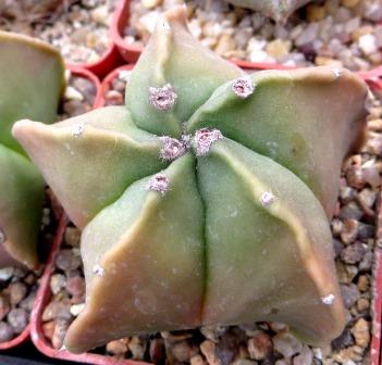 astrophytum myriostigma kikko