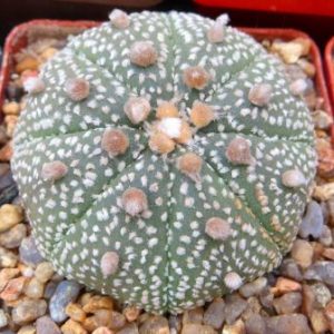 astrophytum ooibo
