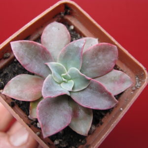 Echeveria   *Golden  Tower*