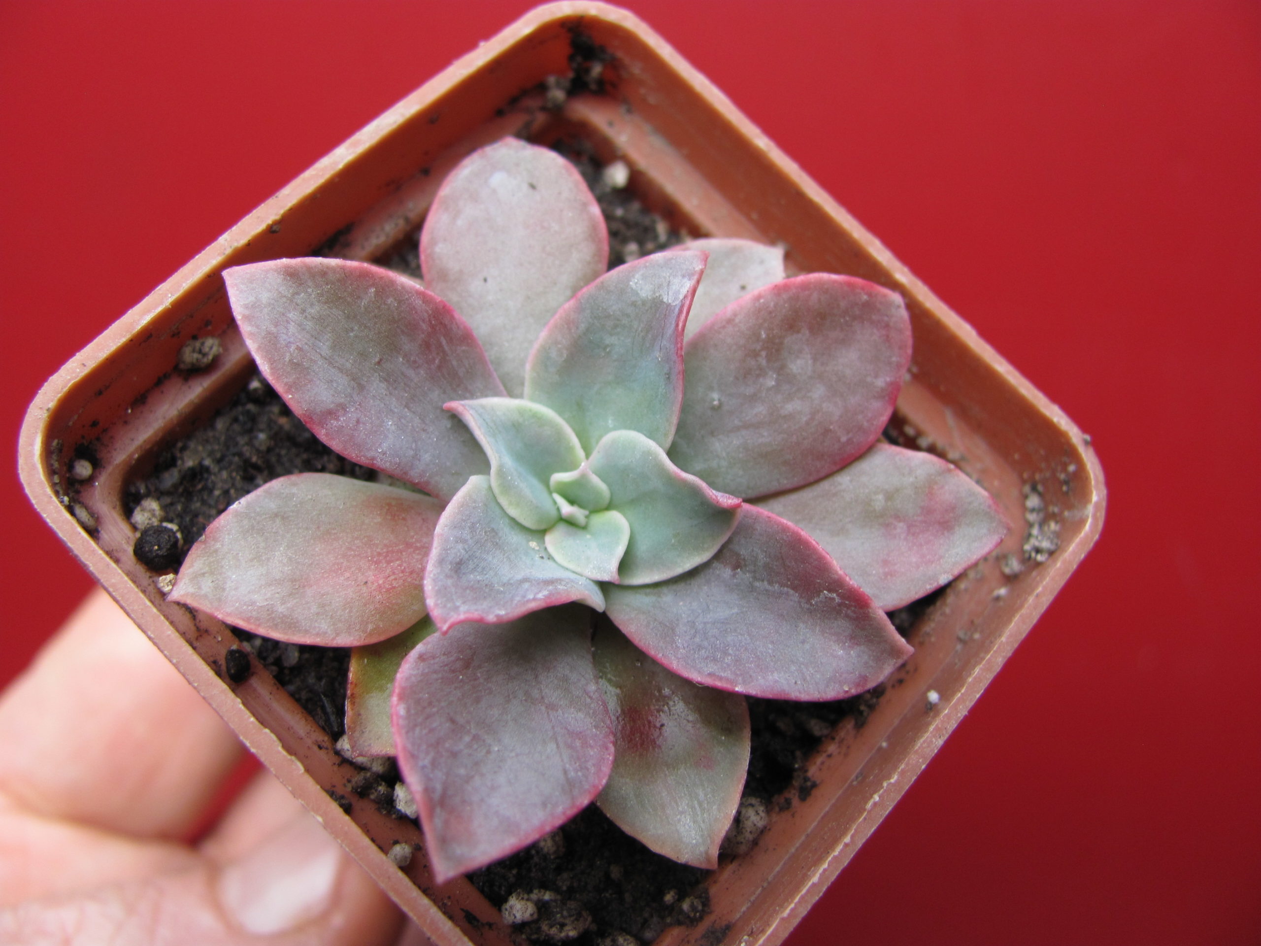 Echeveria   *Golden  Tower*