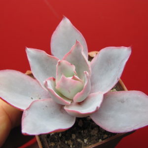 Echeveria  afterglow
