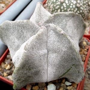 astrophytum myriostigma  x astrophytum onzuka