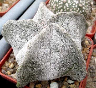 astrophytum myriostigma  x astrophytum onzuka