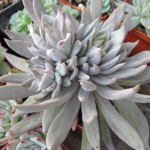 Echeveria  craigiana    Chihuahua