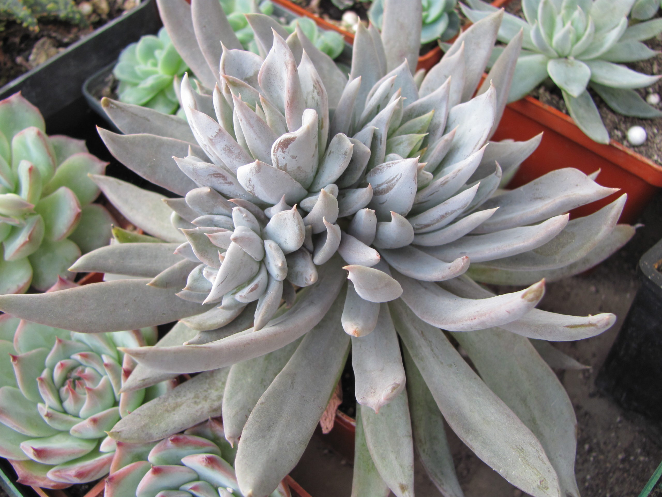 Echeveria  craigiana    Chihuahua