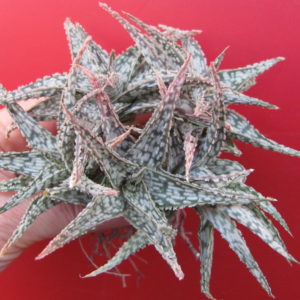 Aloe   hybr.