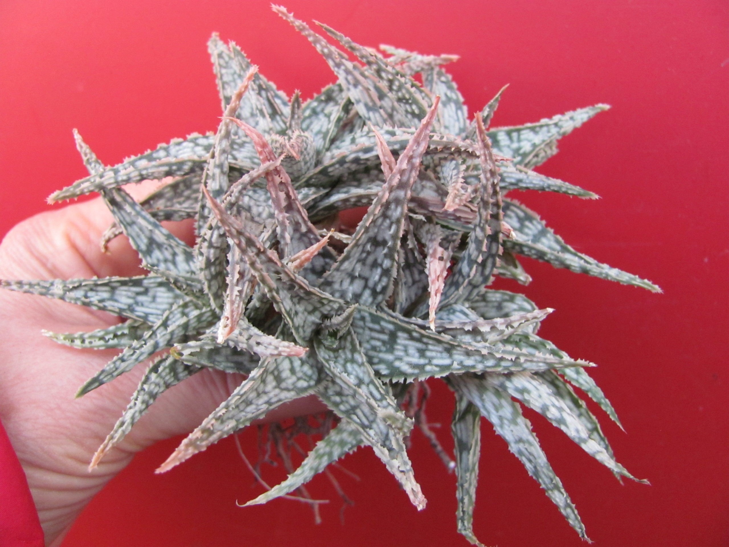 Aloe   hybr.