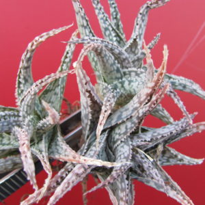 Aloe  hybr.