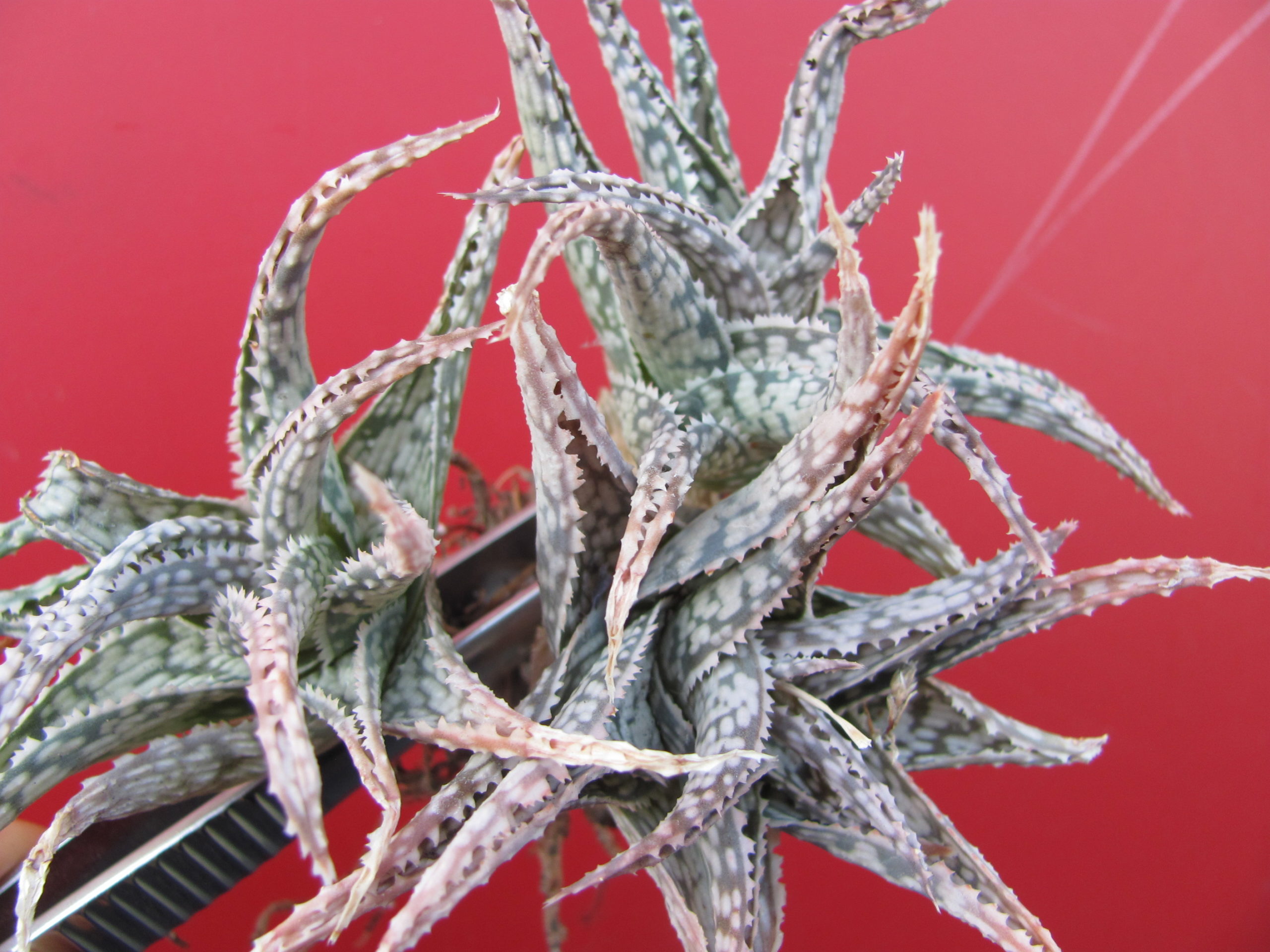 Aloe  hybr.