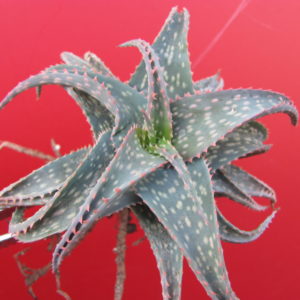 Aloe  zebrina  hybr.