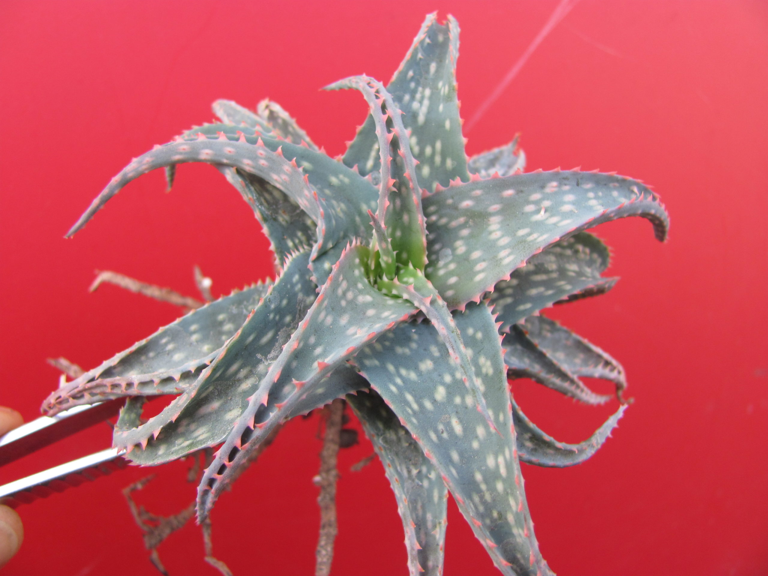Aloe  zebrina  hybr.
